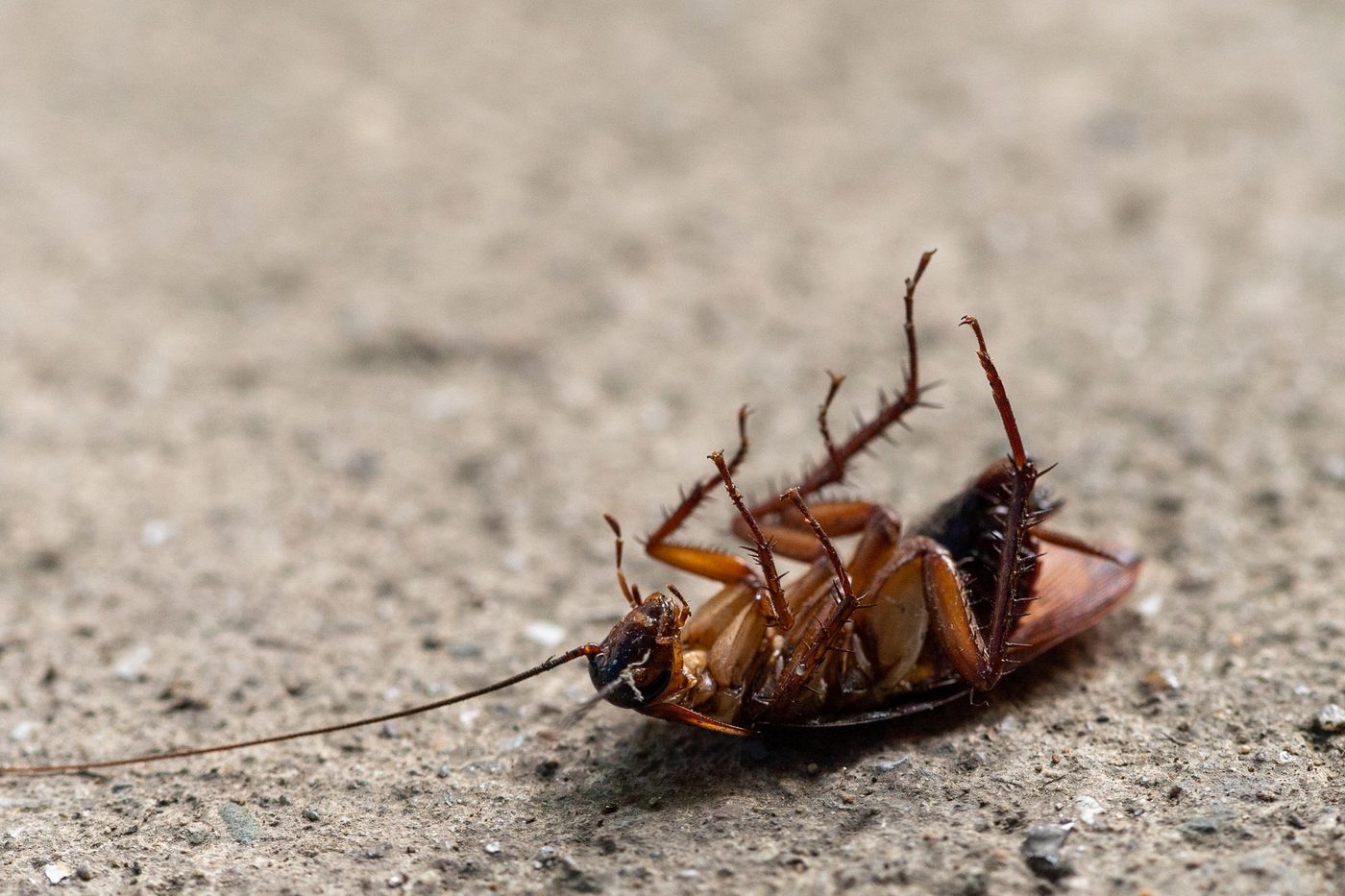 German cockroach with two dark stripes on a kitchen cabinet in a Houston apartment