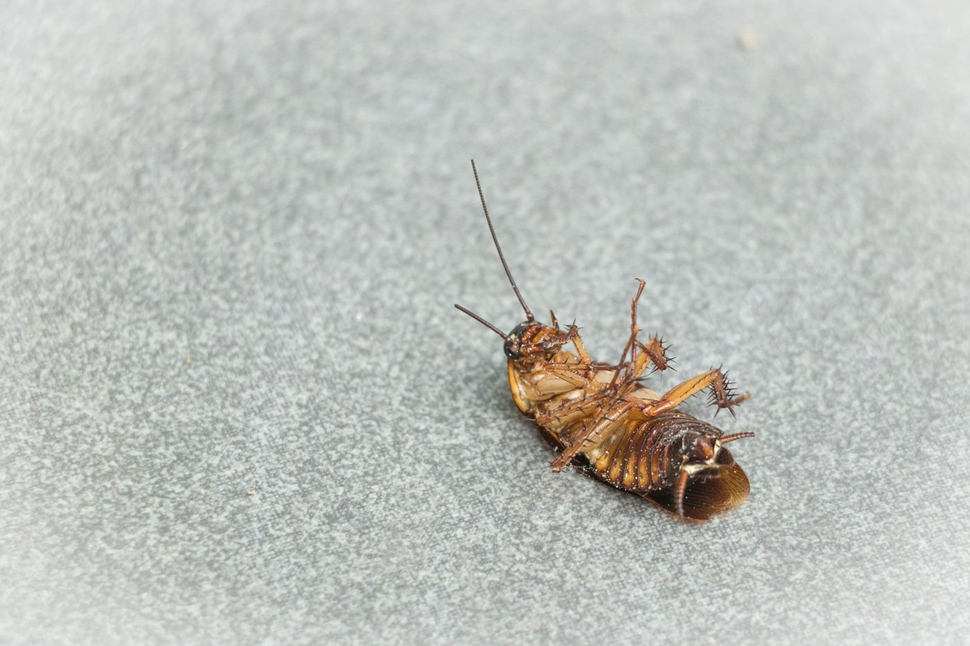 Cockroach on a kitchen counter at night in a Houston home